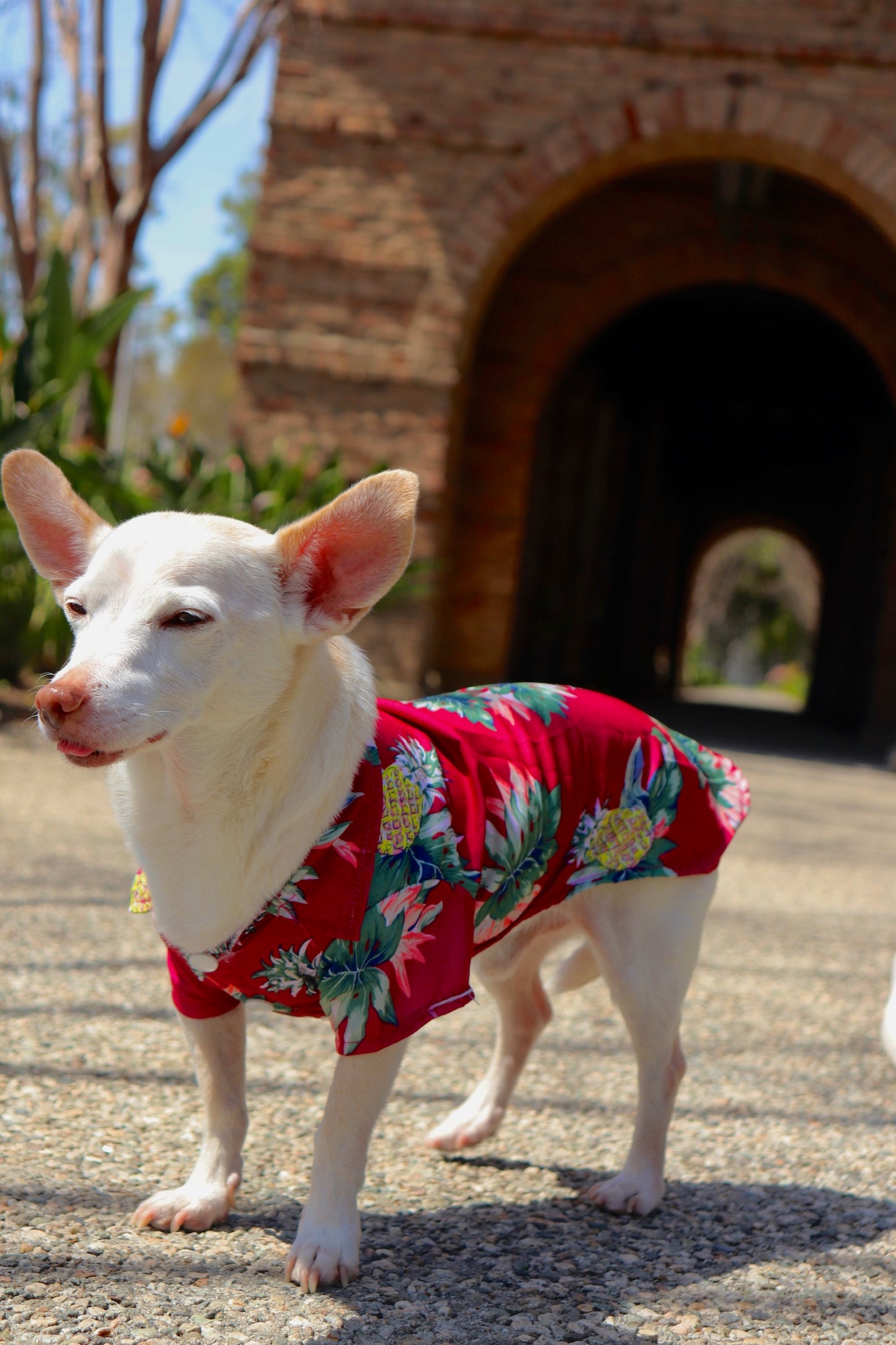 Aloha Shirt