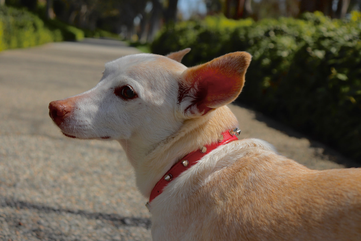 Spiked Collar