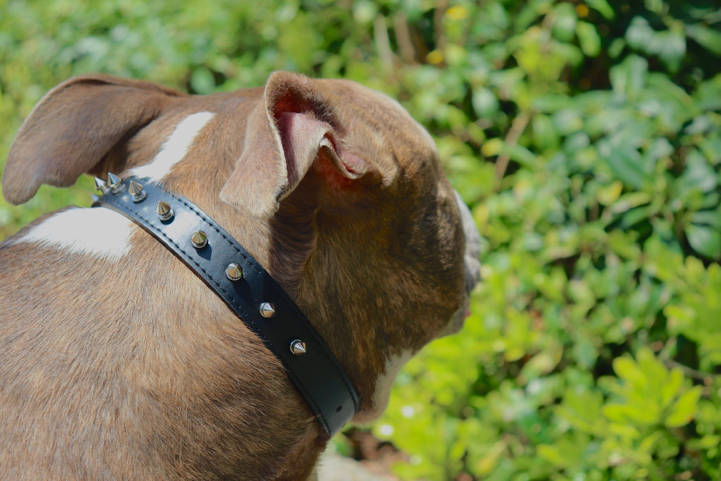 Spiked Collar