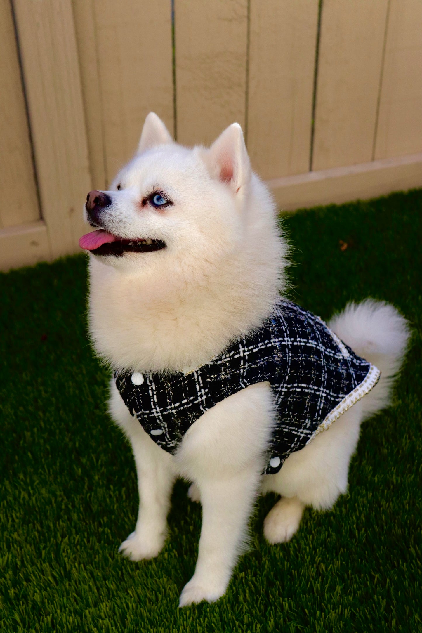 Black and White Tweed Dress
