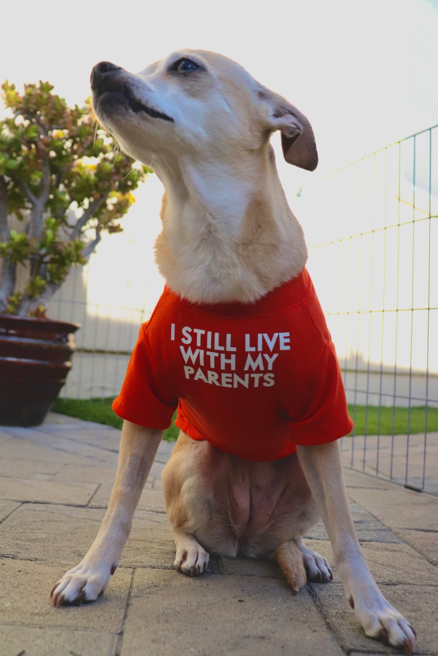 I Still live with my parents Tee