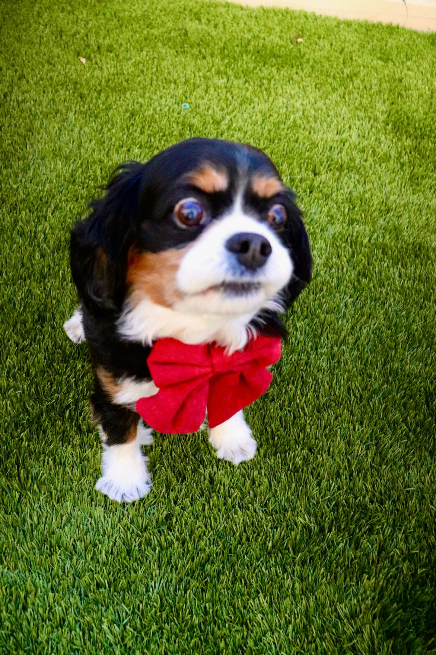Large Bow Corduroy Collar