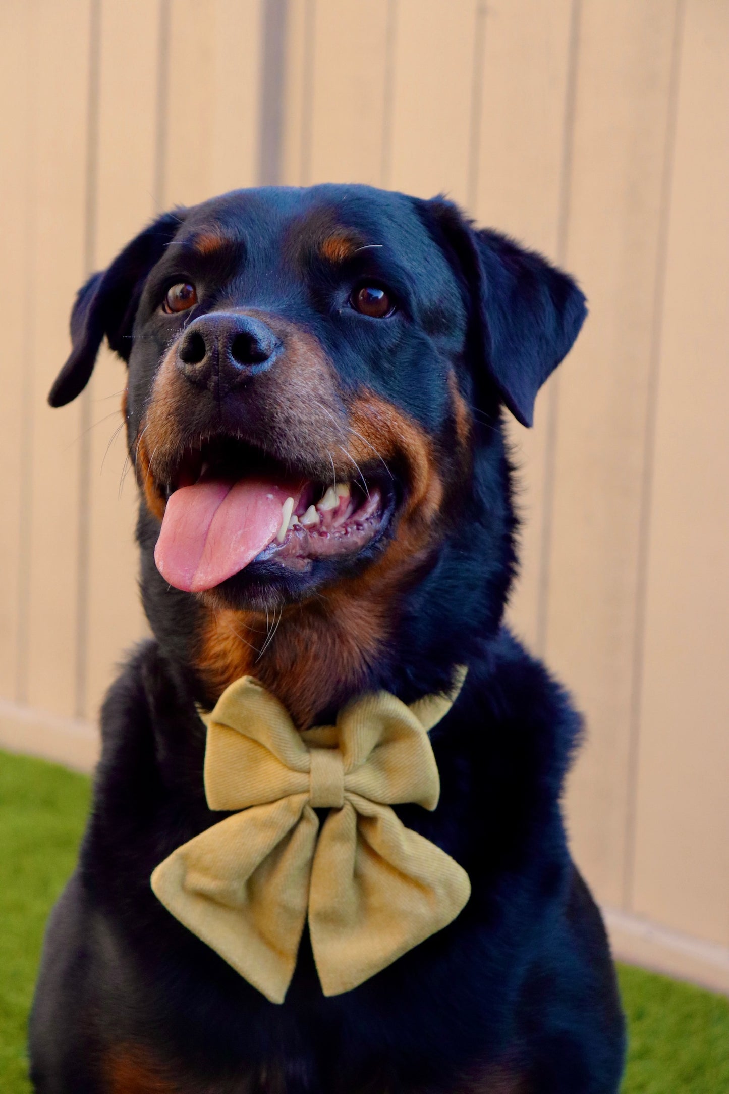 Large Bow Corduroy Collar