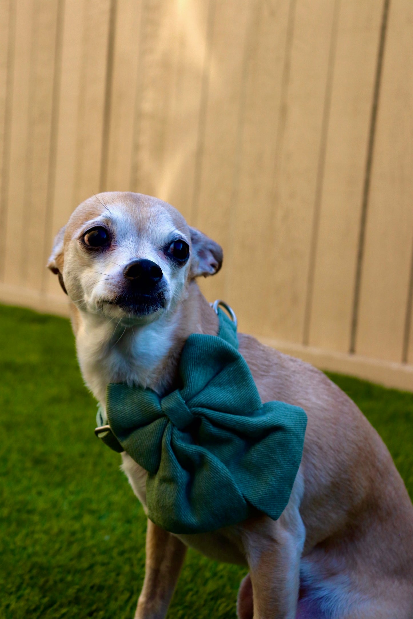 Large Bow Corduroy Collar