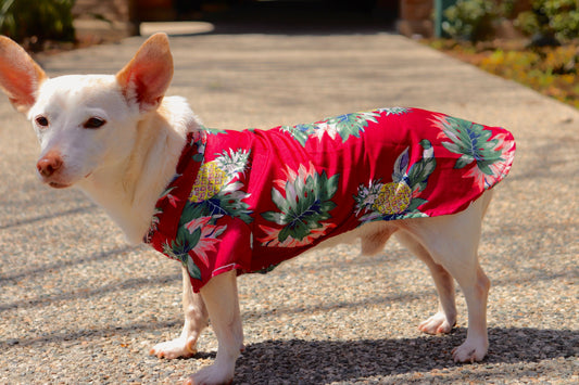 Aloha Shirt