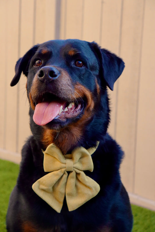 Large Bow Corduroy Collar